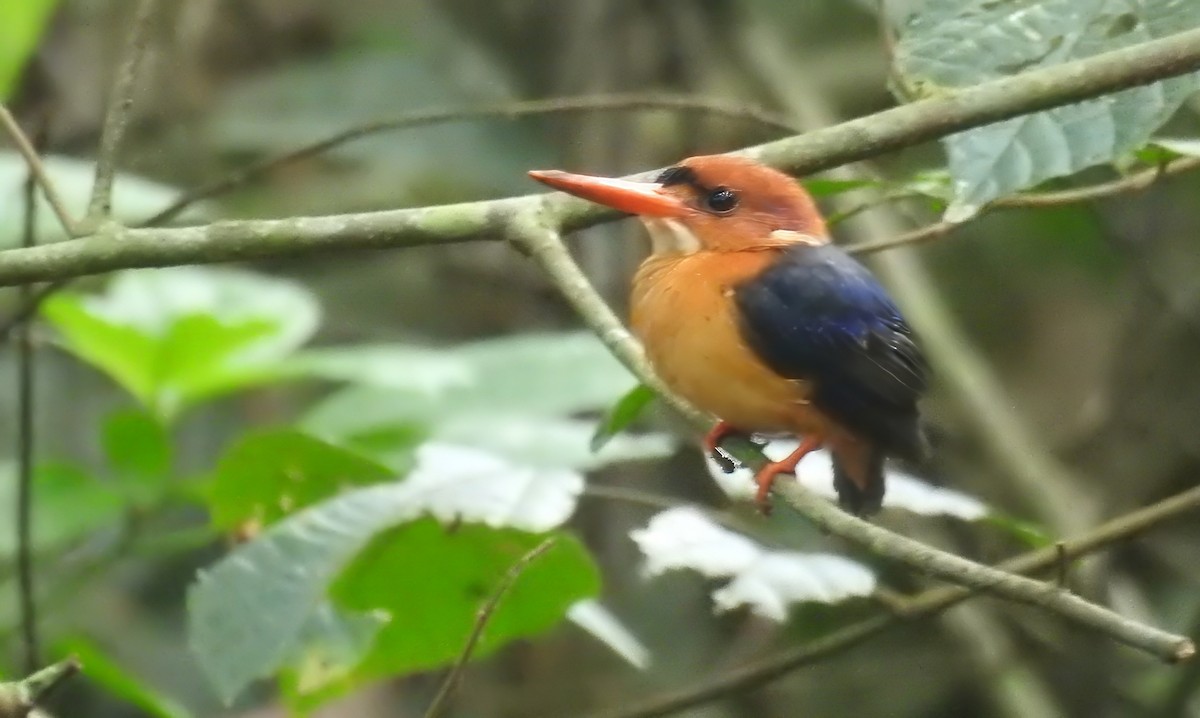 African Dwarf Kingfisher - ML635537299