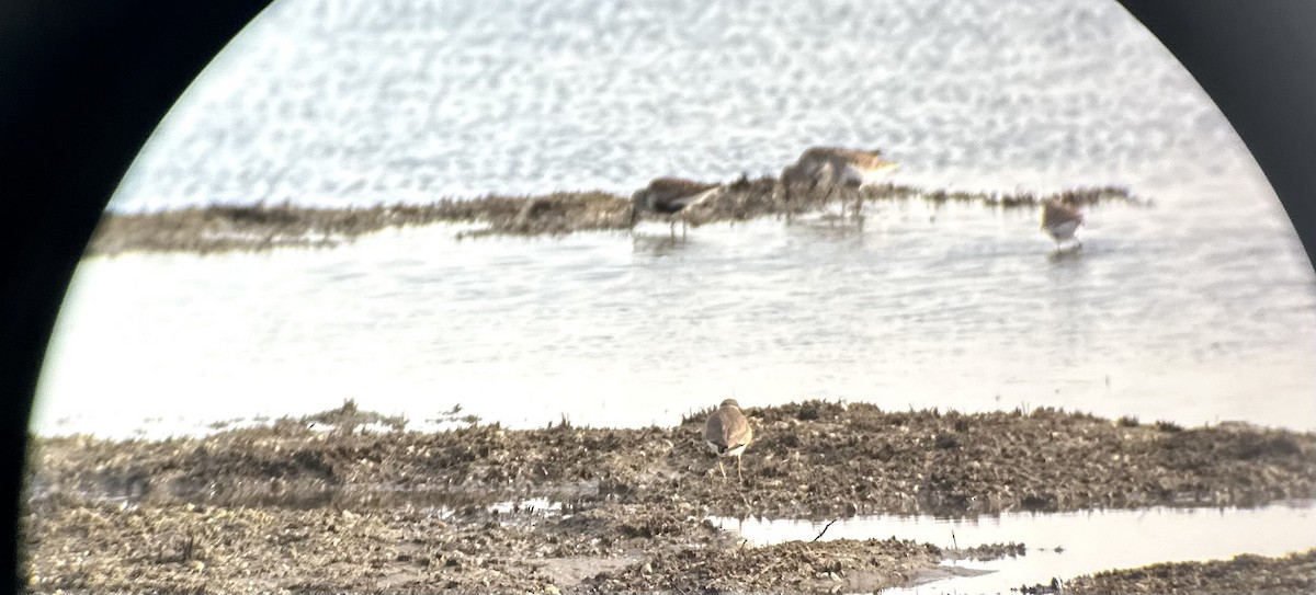 Dunlin - ML635537348