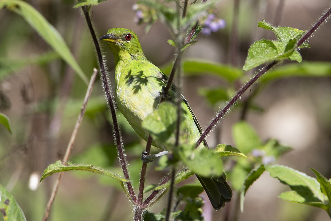 Green Honeycreeper - ML635537383