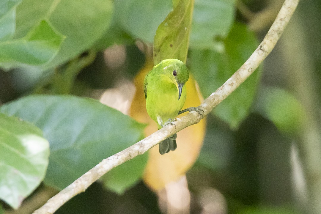 Green Honeycreeper - ML635537385