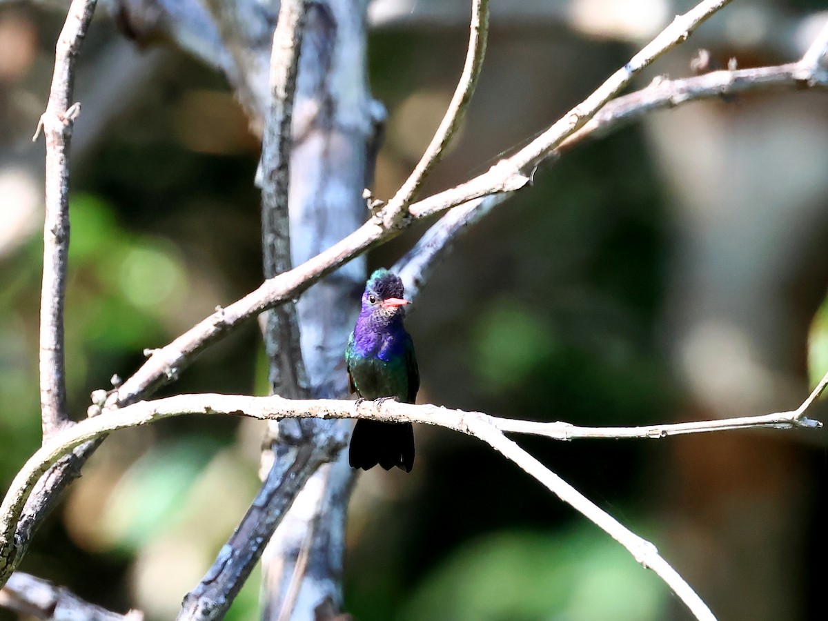 White-chinned Sapphire - ML635537435