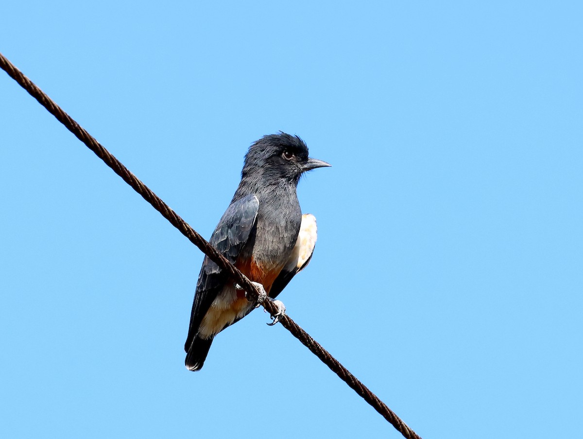 Swallow-winged Puffbird - ML635537447