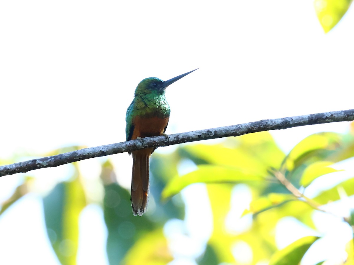 Bluish-fronted Jacamar - ML635537468