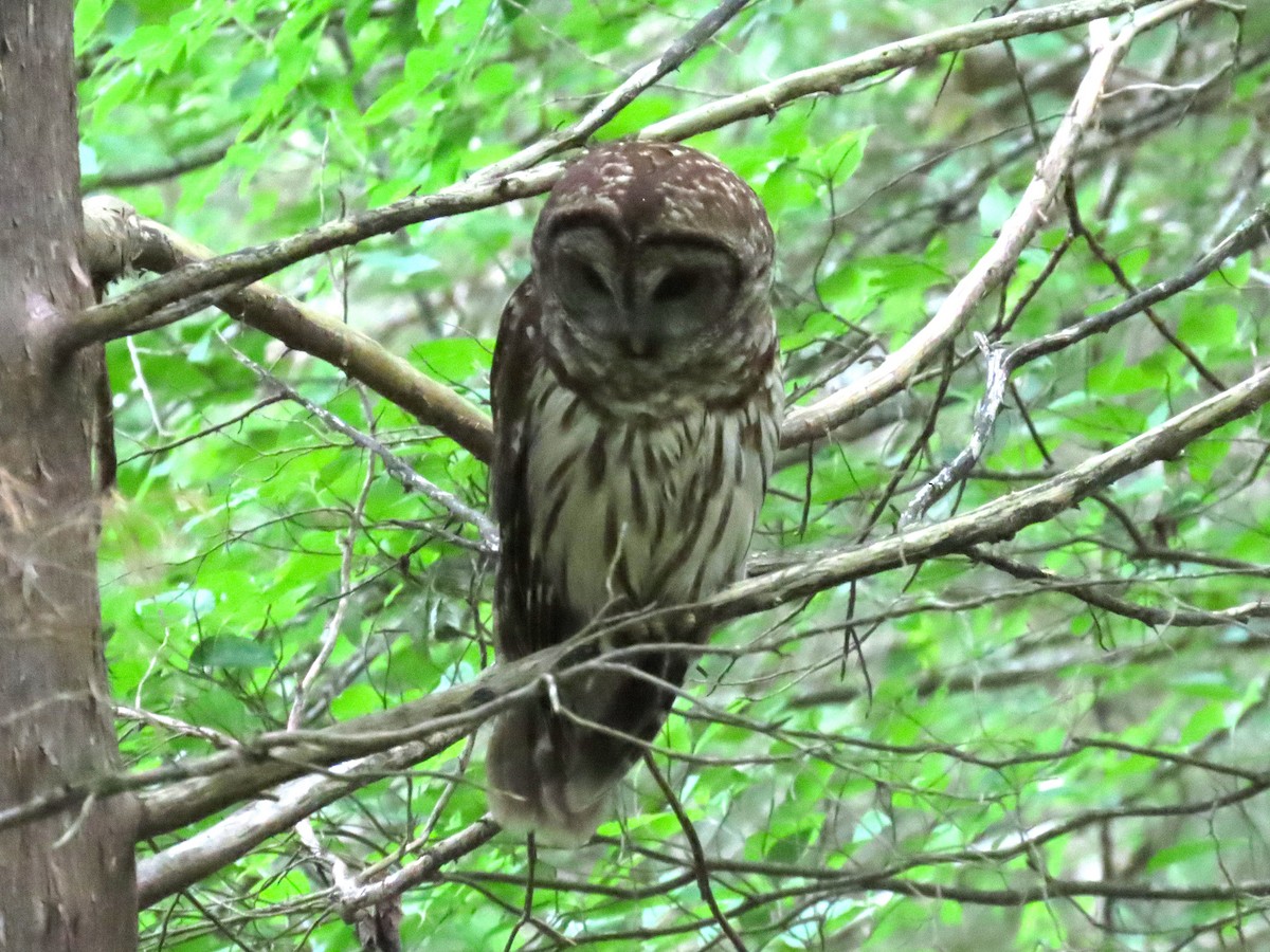 Barred Owl - ML635537488