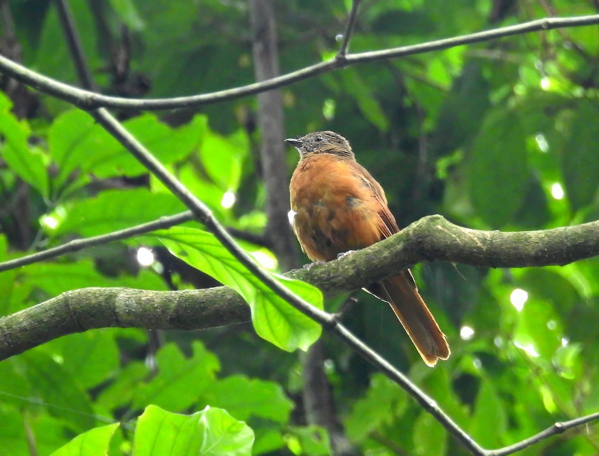 Rufous Flycatcher-Thrush - ML635537490