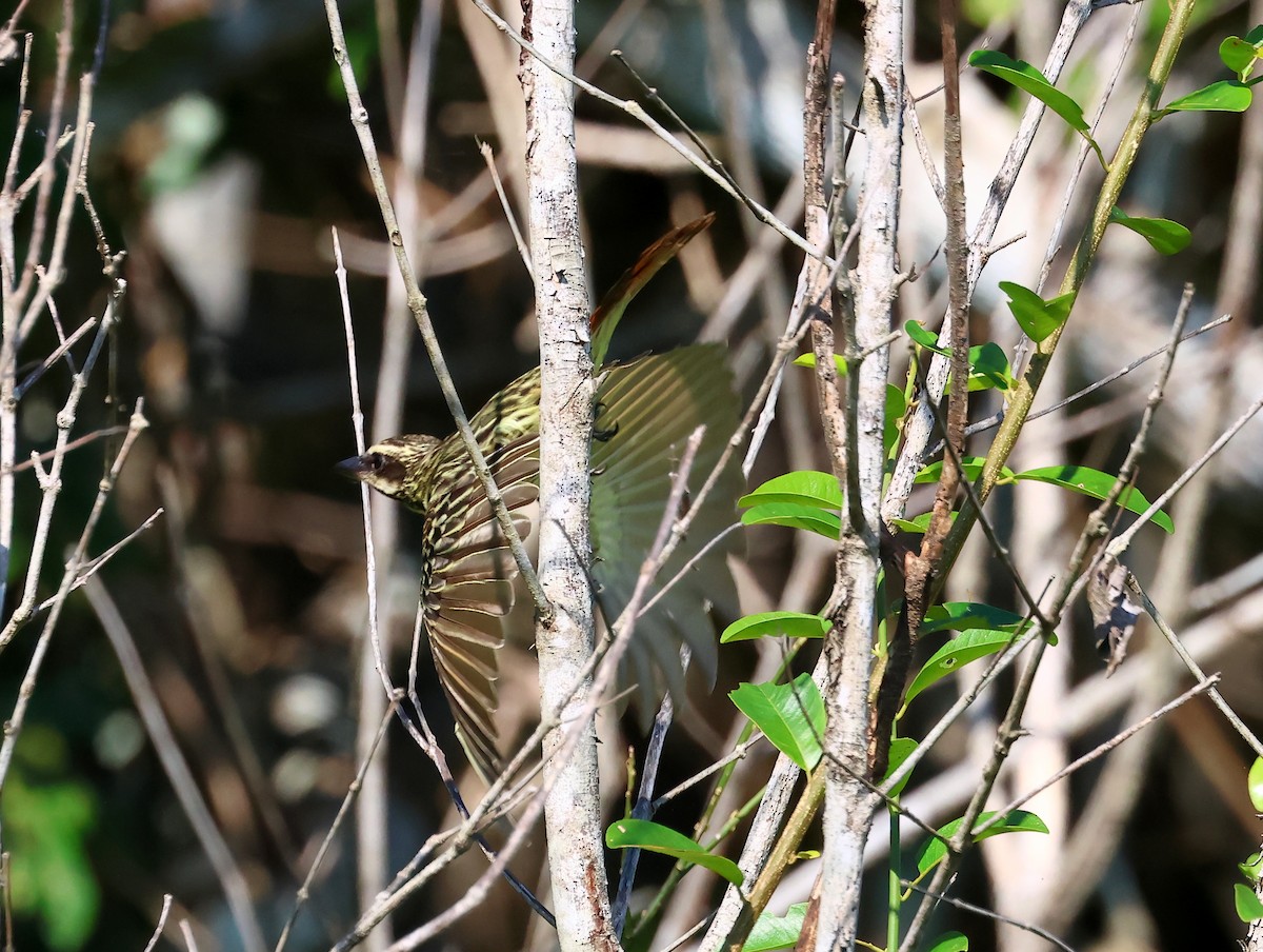 Streaked Flycatcher - ML635537491