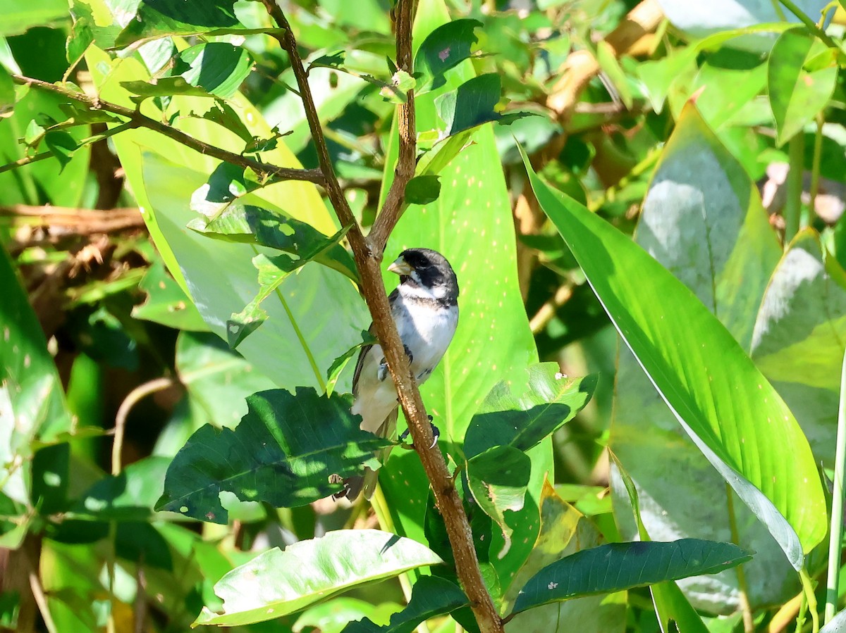 Double-collared Seedeater - ML635537505