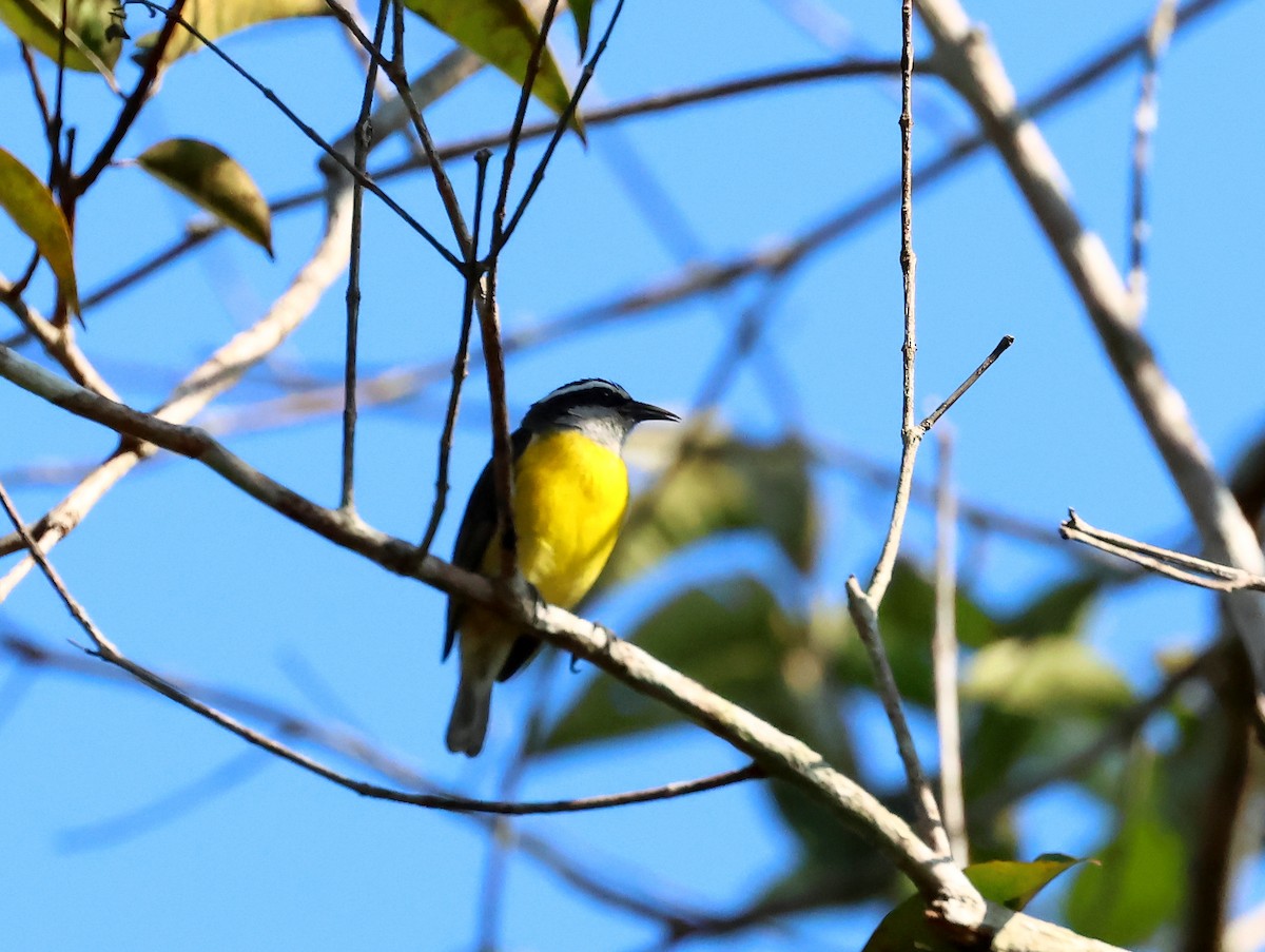 Bananaquit - ML635537525