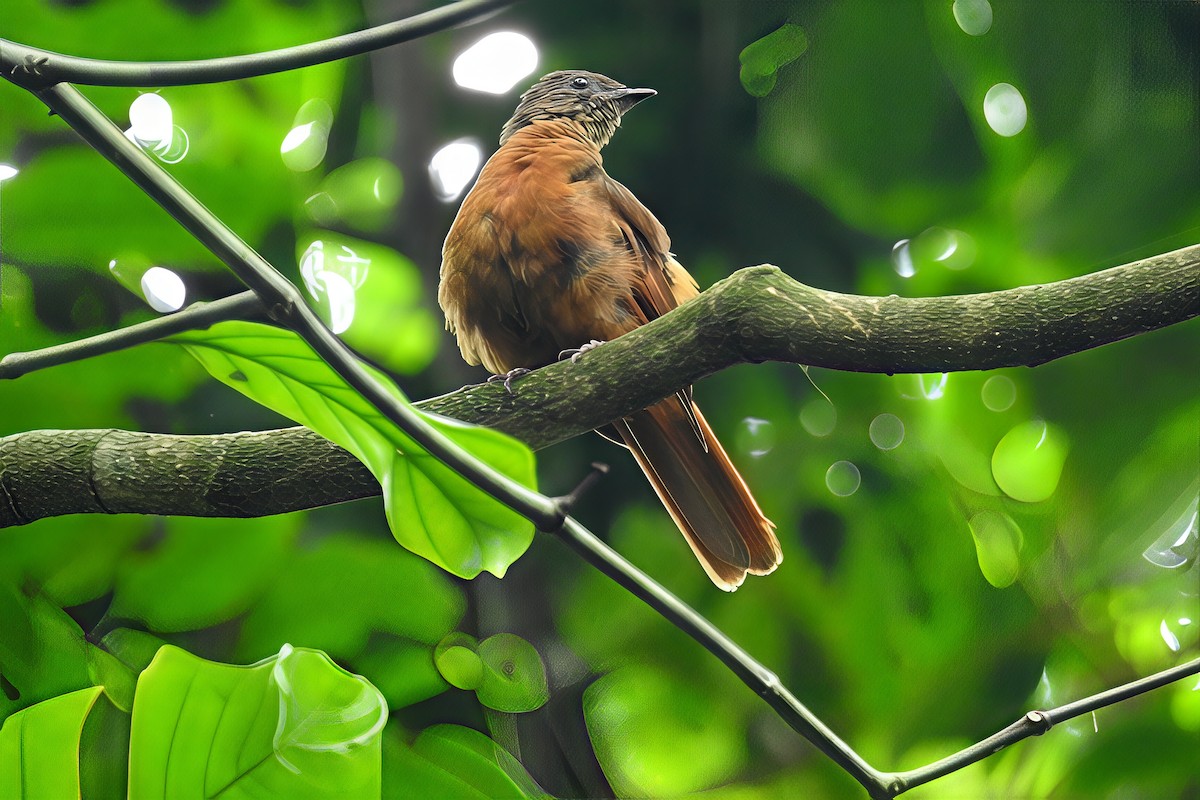 Rufous Flycatcher-Thrush - ML635537552