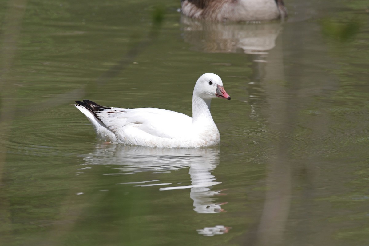 Ross's Goose - ML635537559