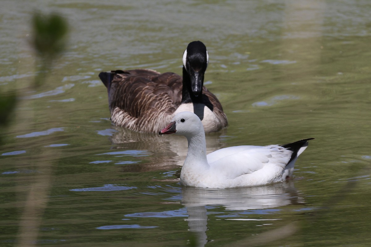 Ross's Goose - ML635537563