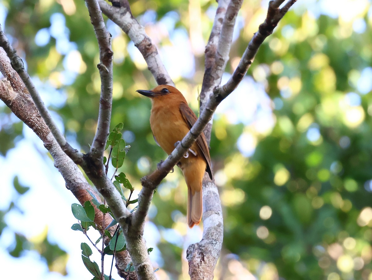 Cinnamon Attila - ML635537745