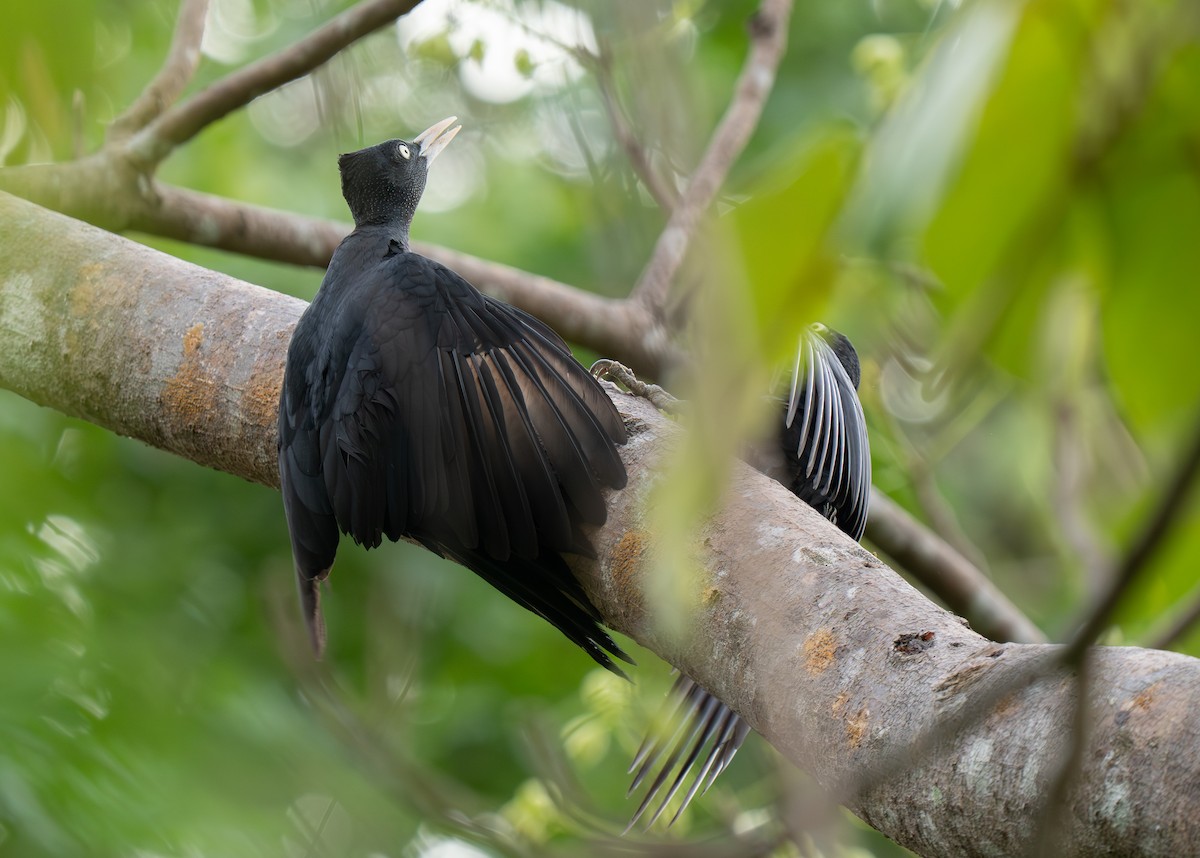 Northern Sooty-Woodpecker - ML635537763