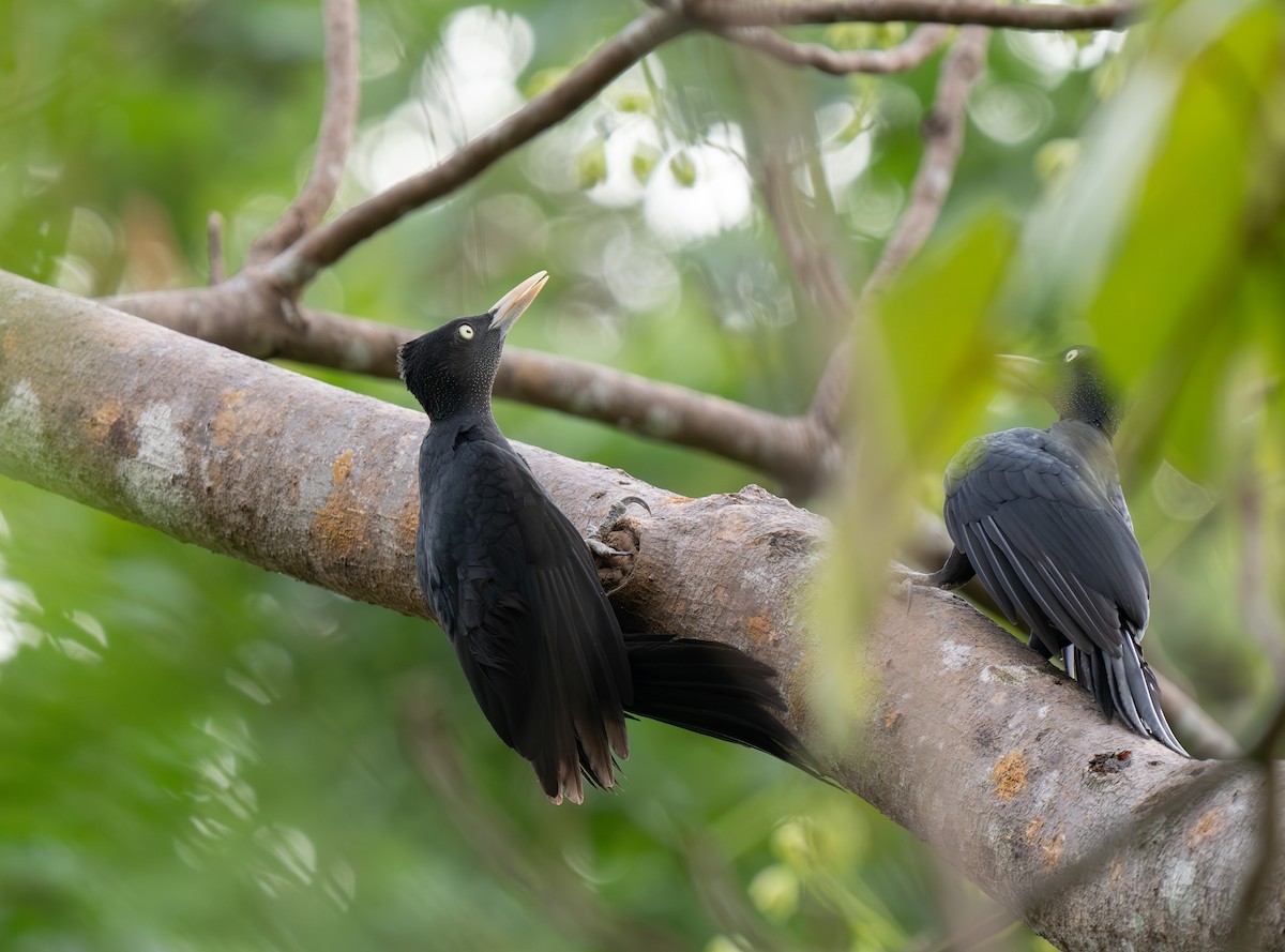 Northern Sooty-Woodpecker - ML635537765