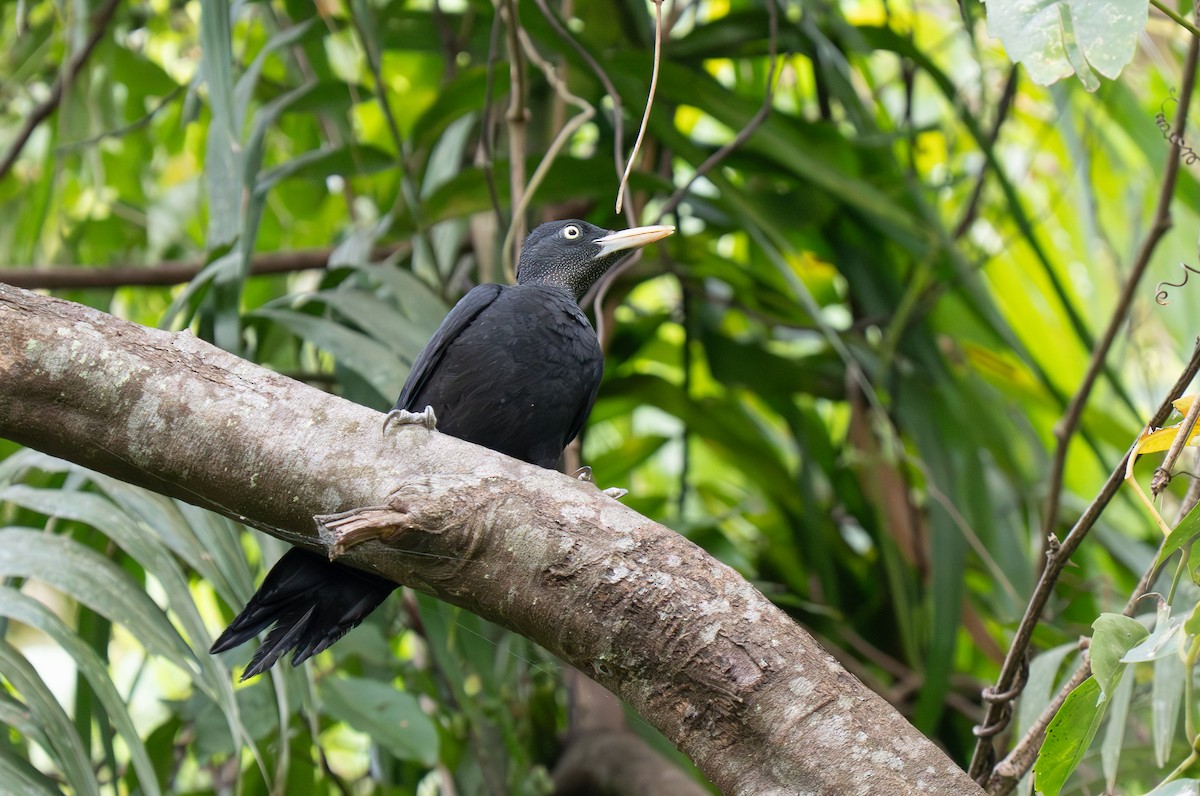 Northern Sooty-Woodpecker - ML635537766