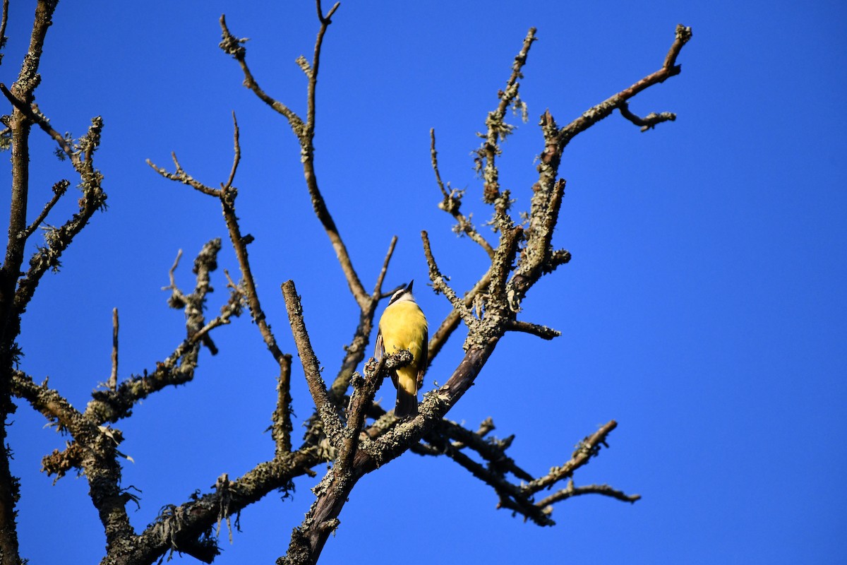 Great Kiskadee - ML635537771