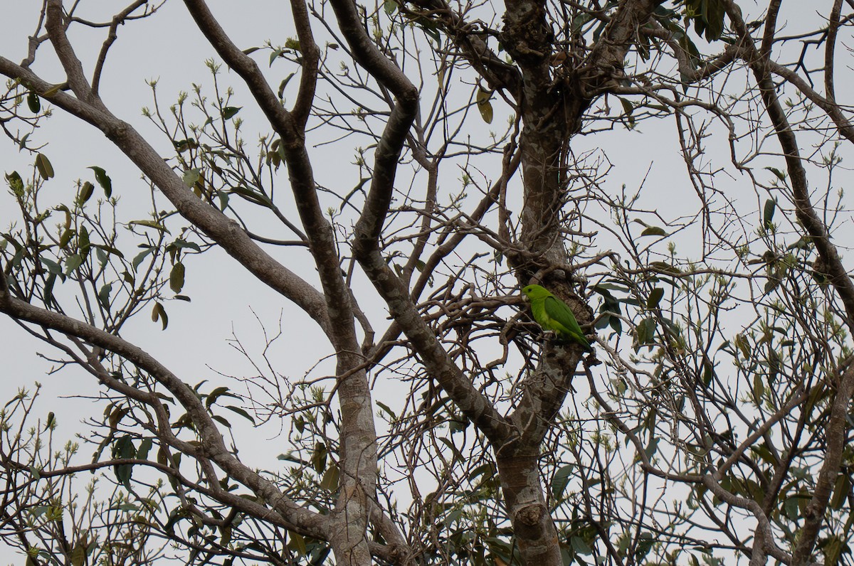 Green Racquet-tail - ML635537794