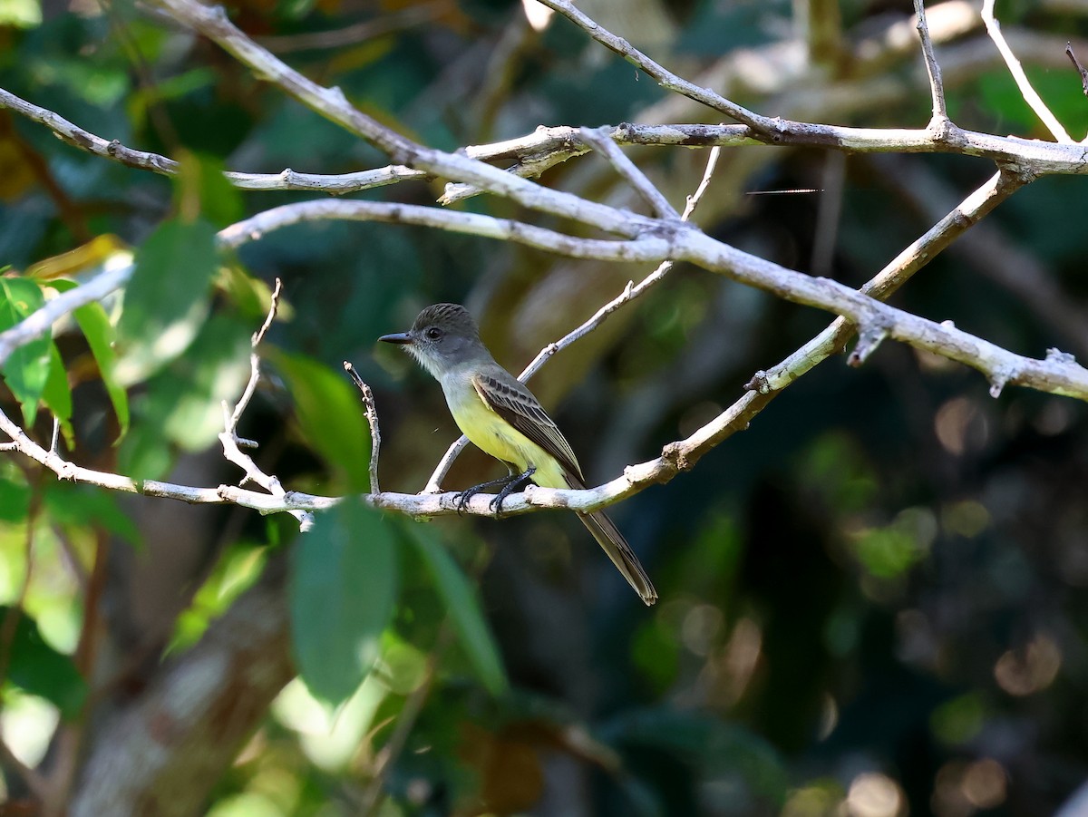 Short-crested Flycatcher - ML635537897