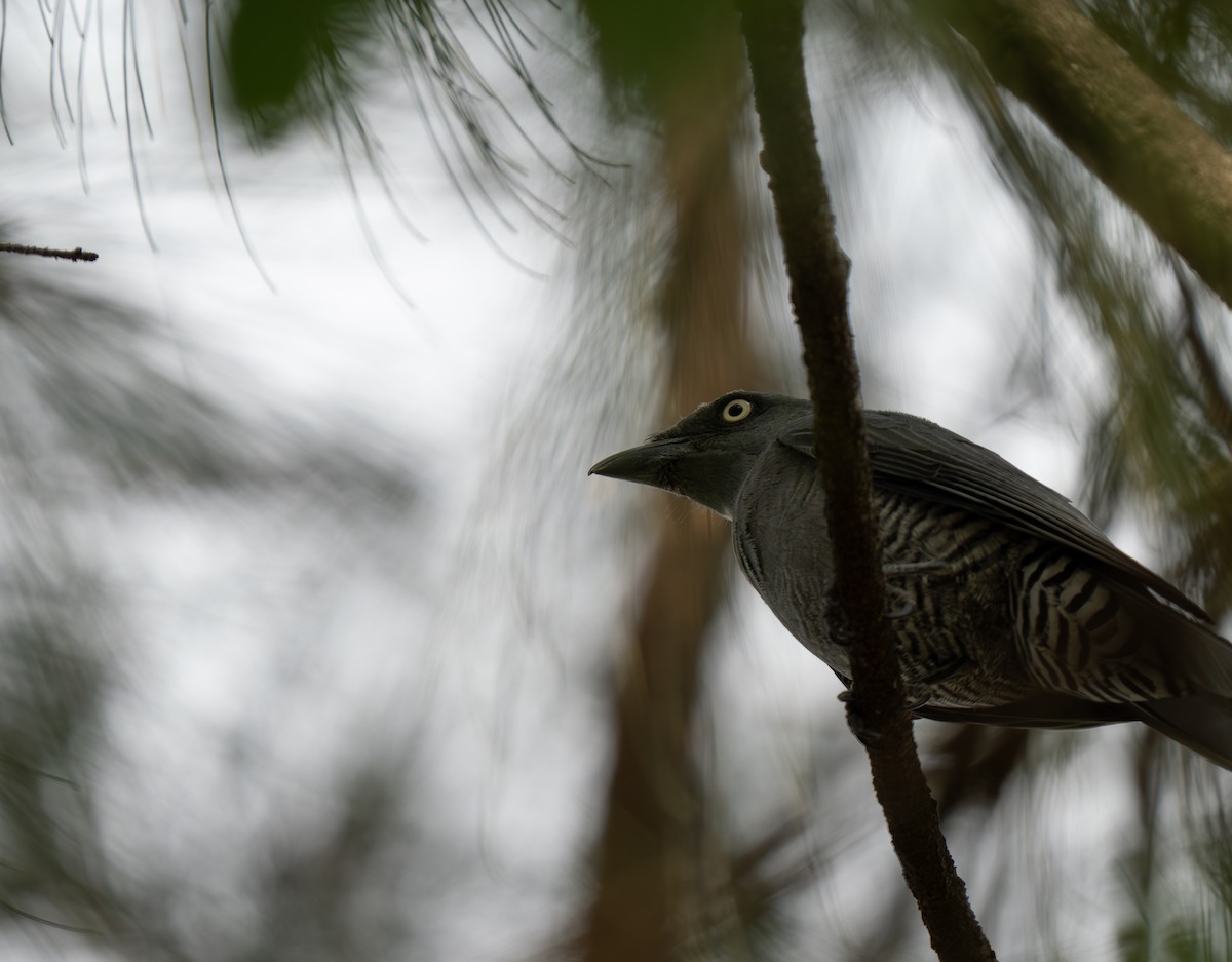 Bar-bellied Cuckooshrike - ML635537947