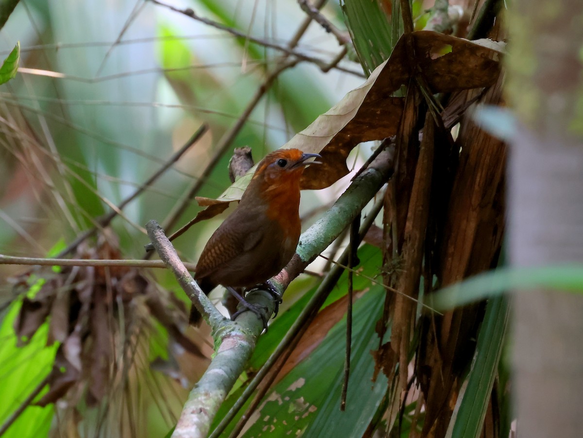 Musician Wren (Ferruginous) - ML635537976