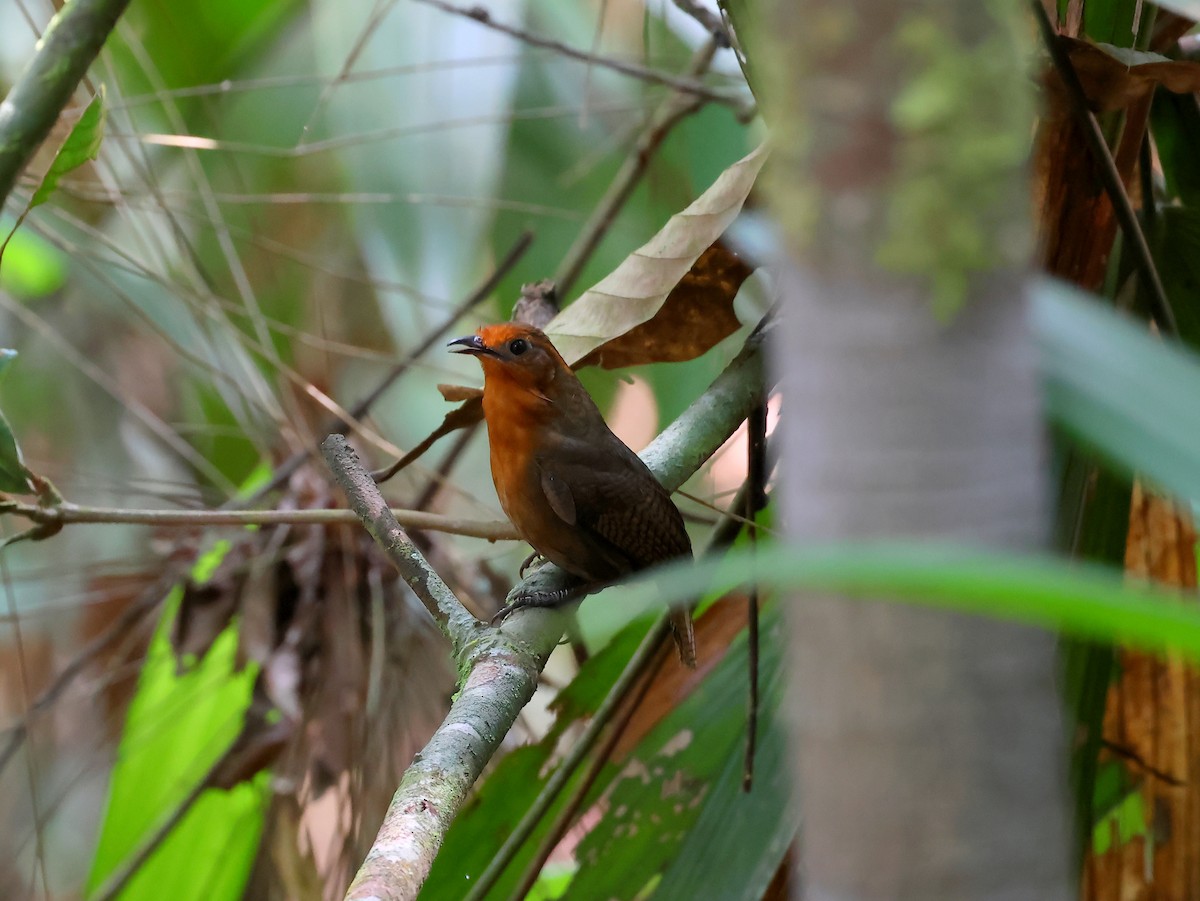 Musician Wren (Ferruginous) - ML635537977