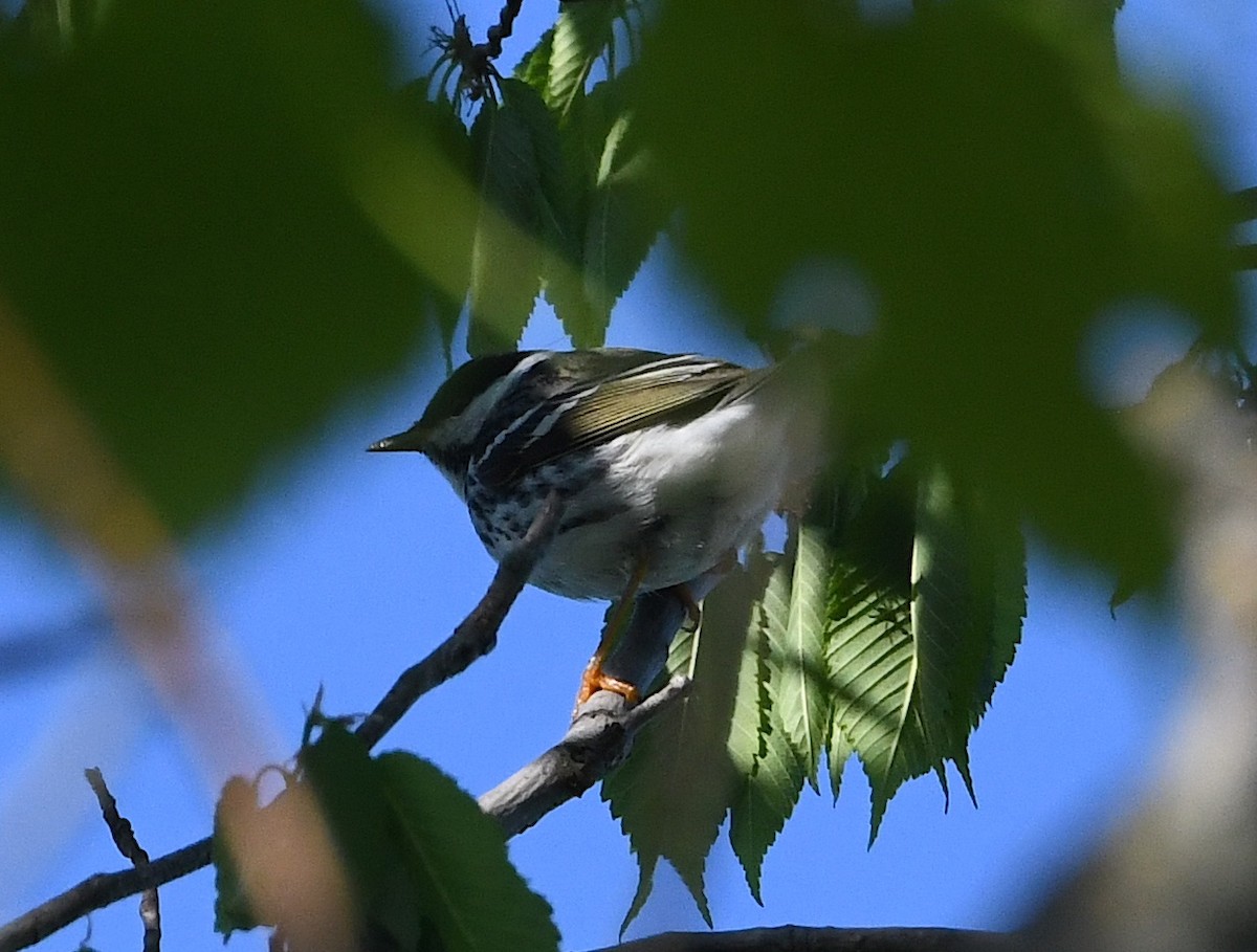 Paruline rayée - ML635538098