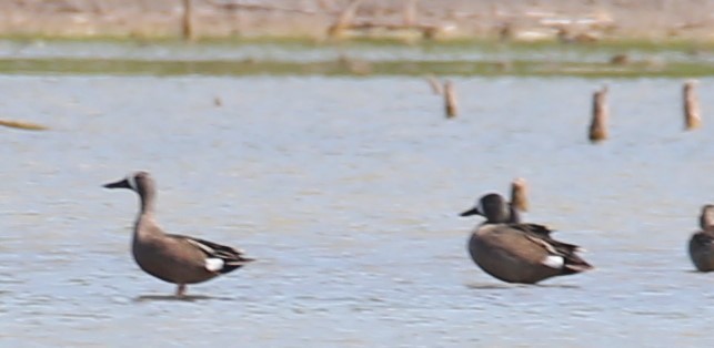 Blue-winged Teal - ML635538121
