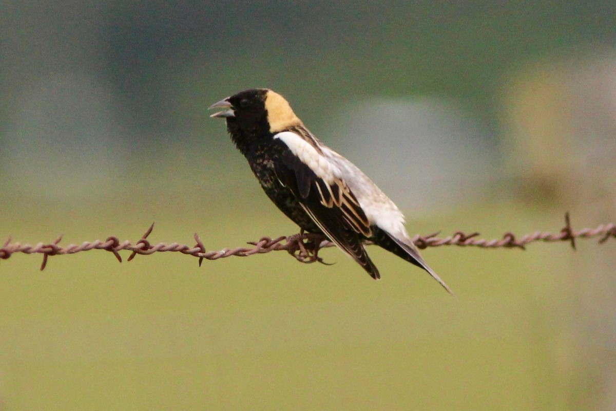 bobolink americký - ML635538144
