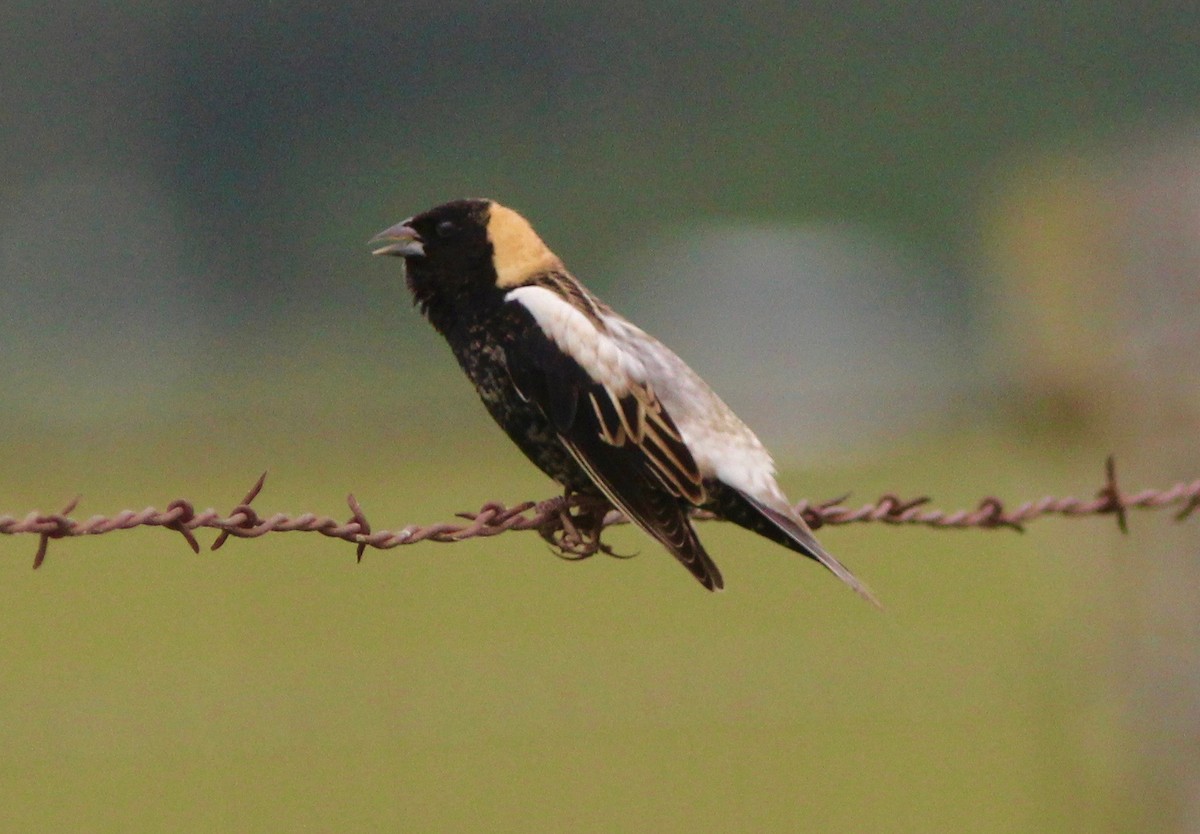 bobolink americký - ML635538145