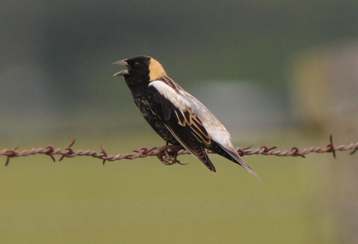bobolink americký - ML635538146