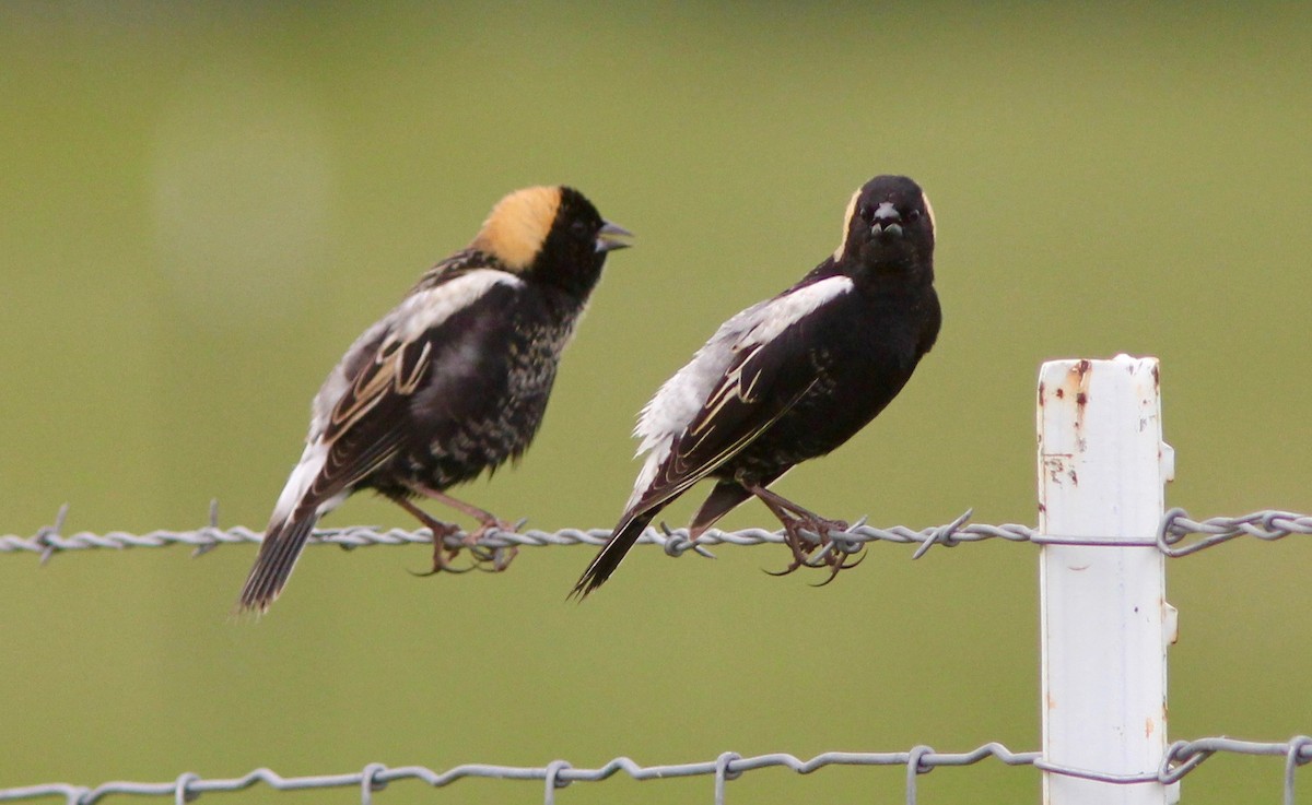 bobolink americký - ML635538147