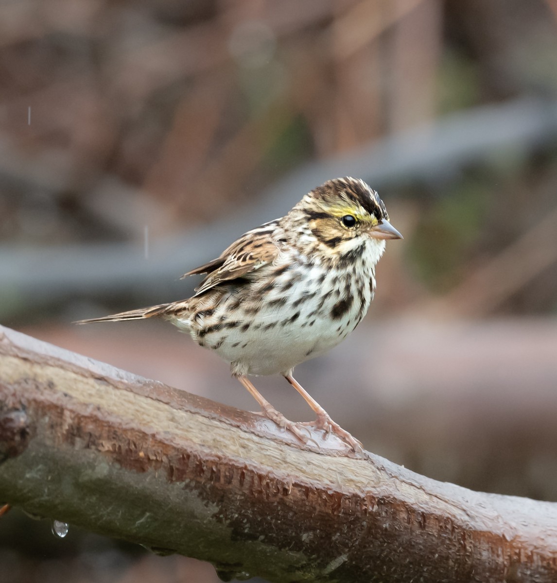 Savannah Sparrow - ML635538175