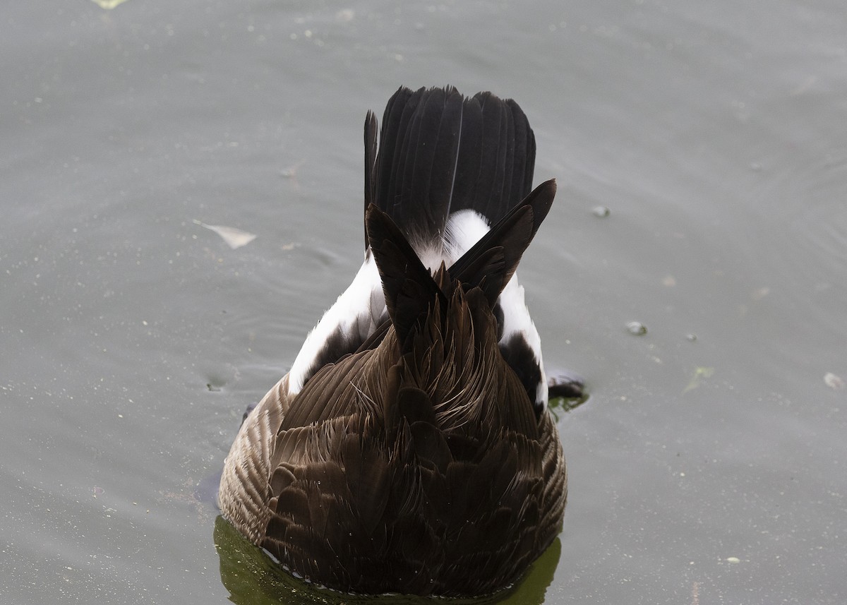 Canada Goose - ML635538178