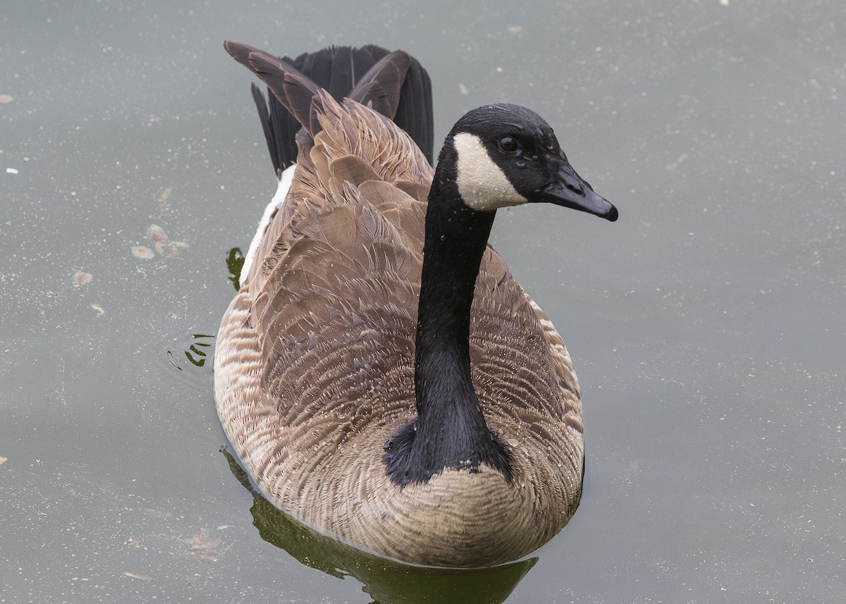 Canada Goose - ML635538180