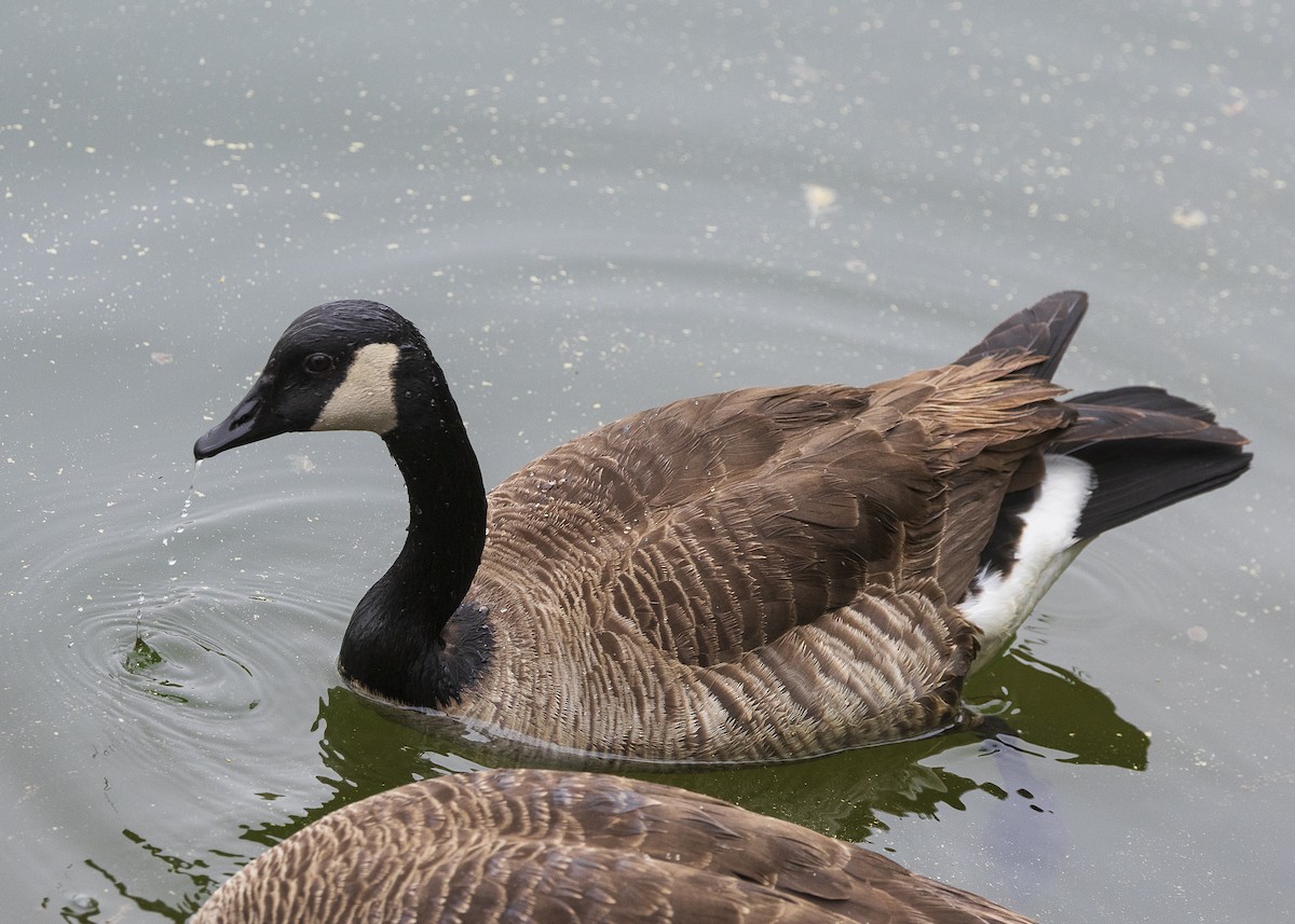 Canada Goose - ML635538181