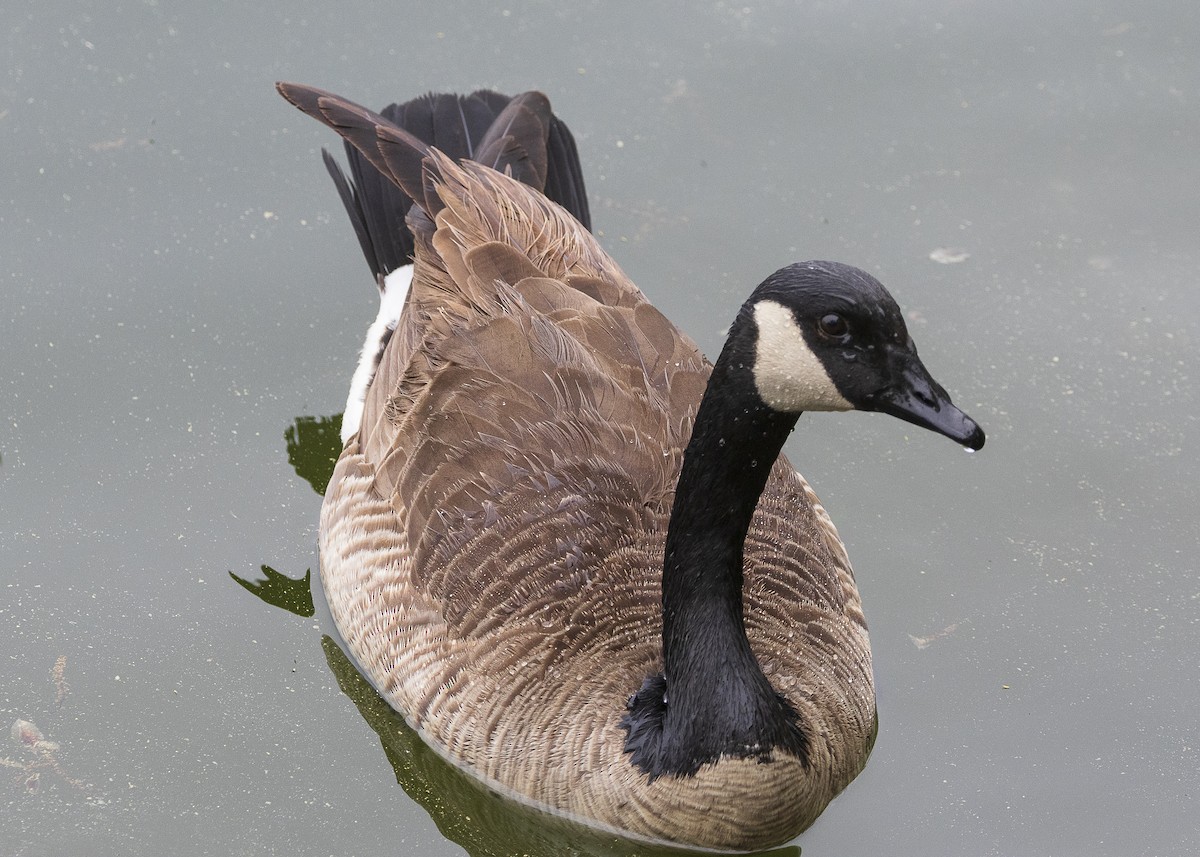 Canada Goose - ML635538182