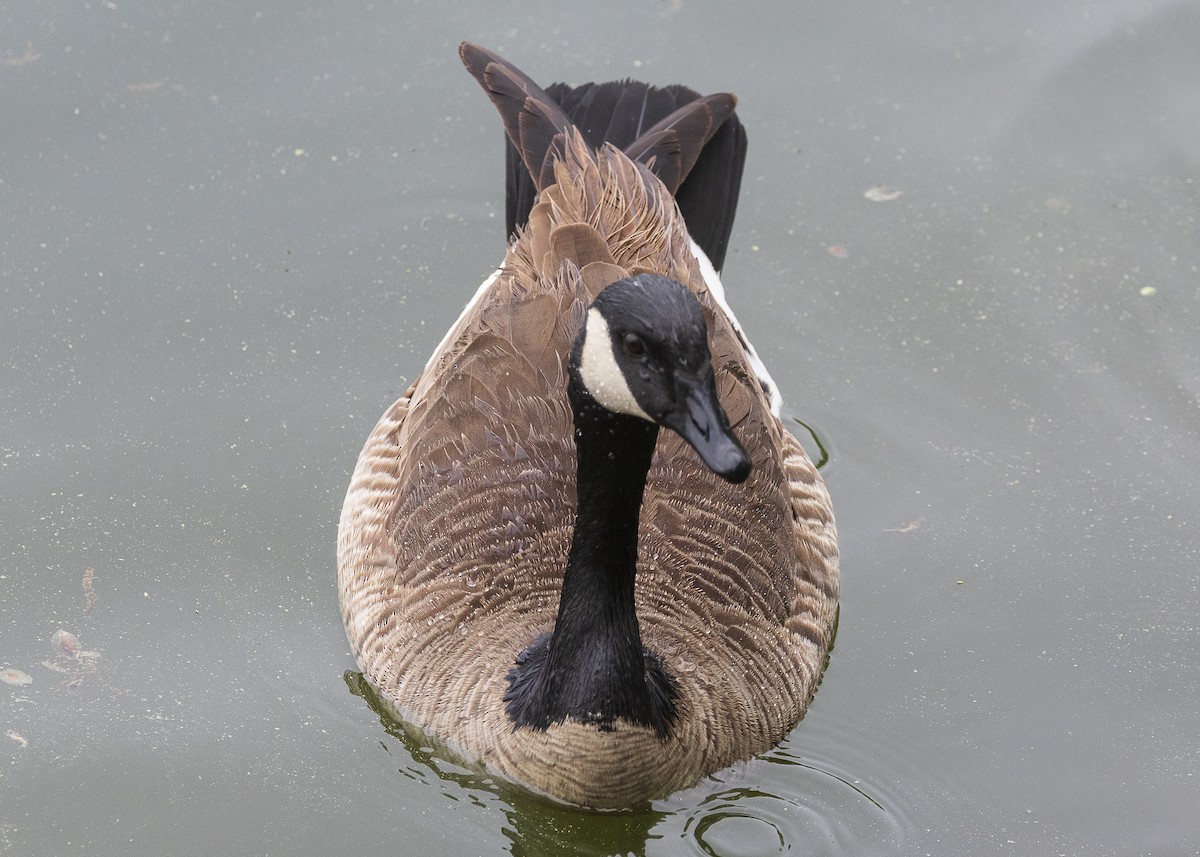 Canada Goose - ML635538183
