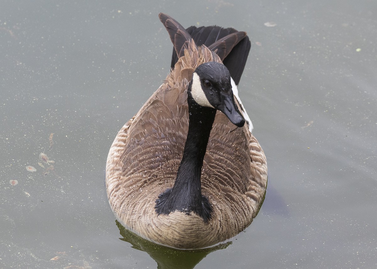 Canada Goose - ML635538184