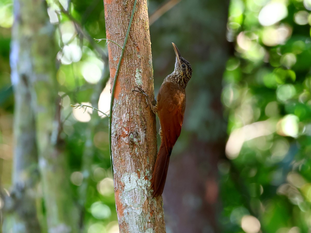 Black-banded Woodcreeper - ML635538201