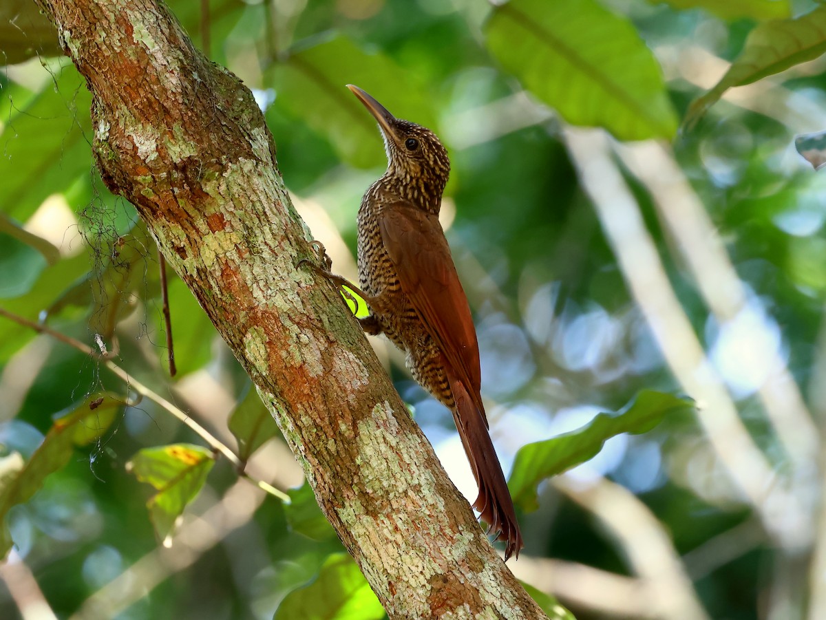 Black-banded Woodcreeper - ML635538202