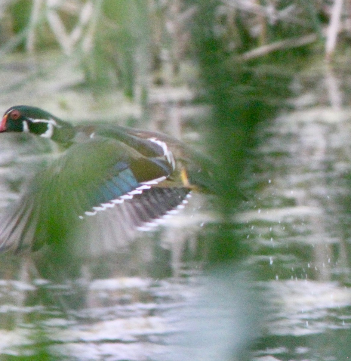 Canard branchu - ML635538246