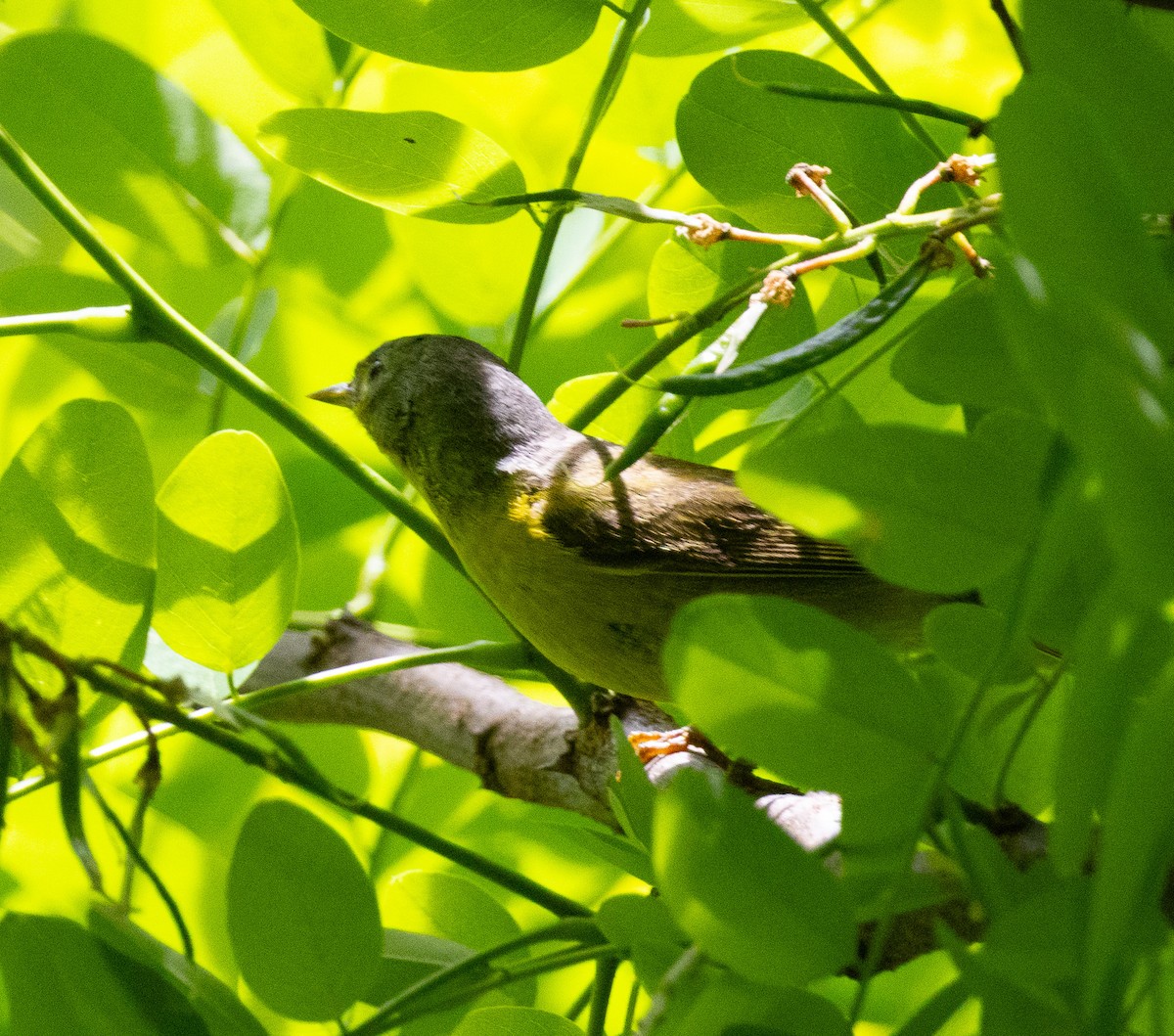 Nashville Warbler - ML635538255