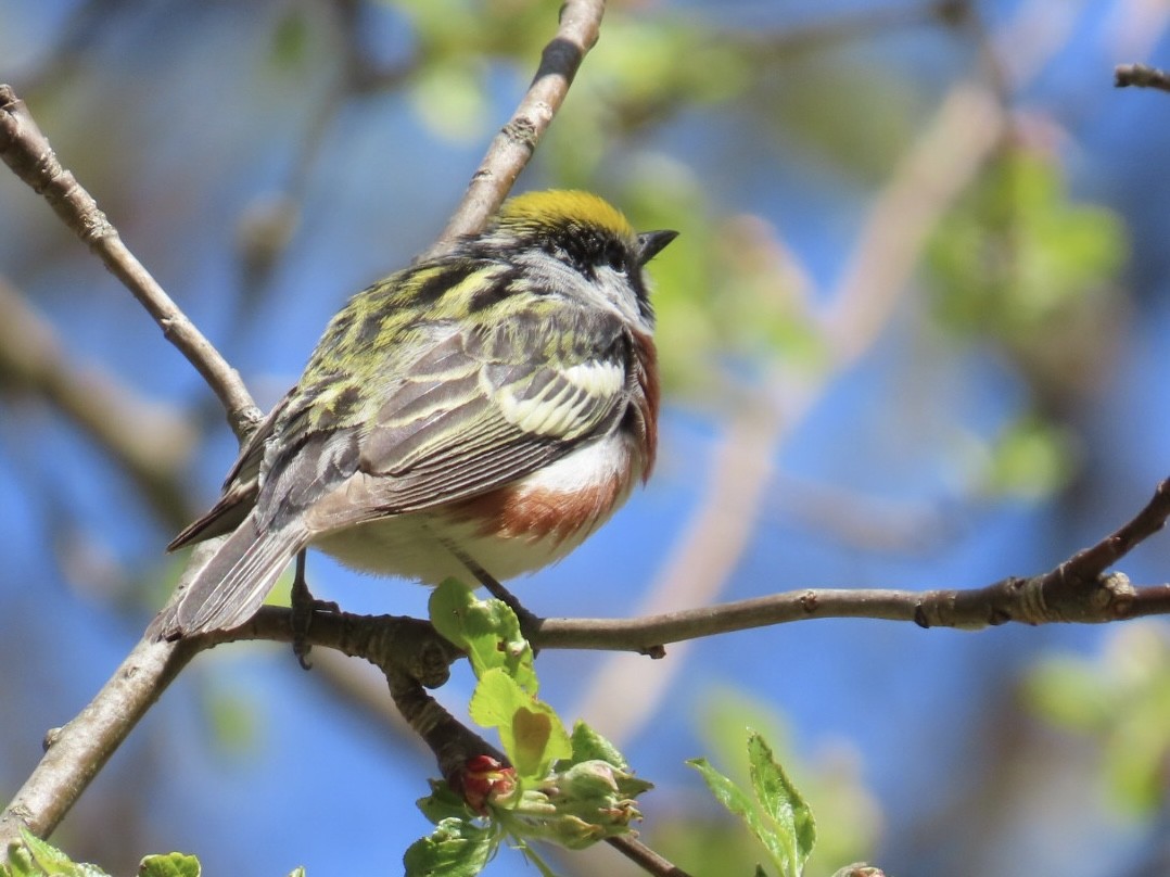 Chestnut-sided Warbler - ML635538360