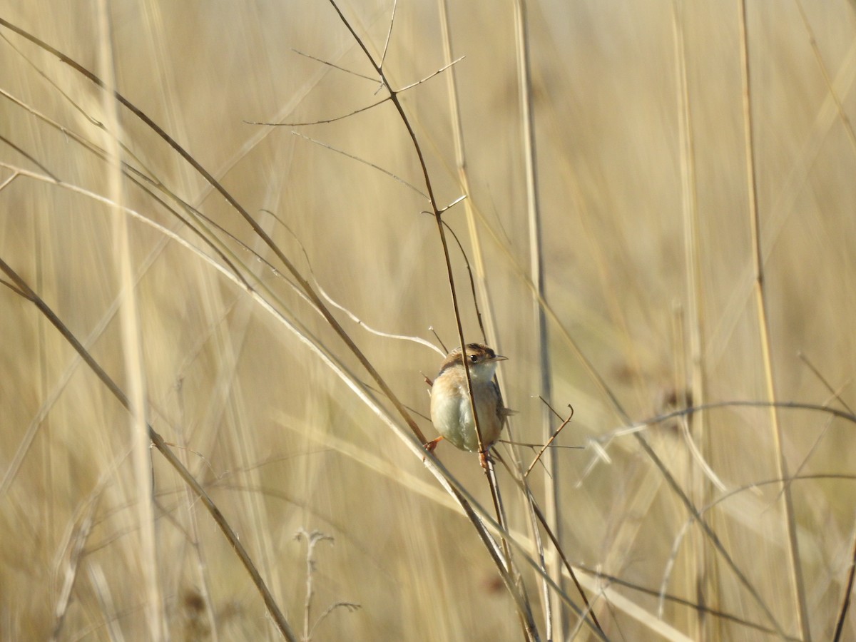 Sedge Wren - ML635538393
