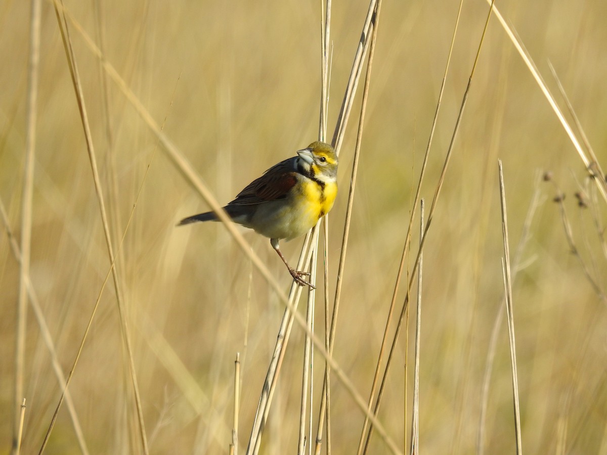 Dickcissel - ML635538429
