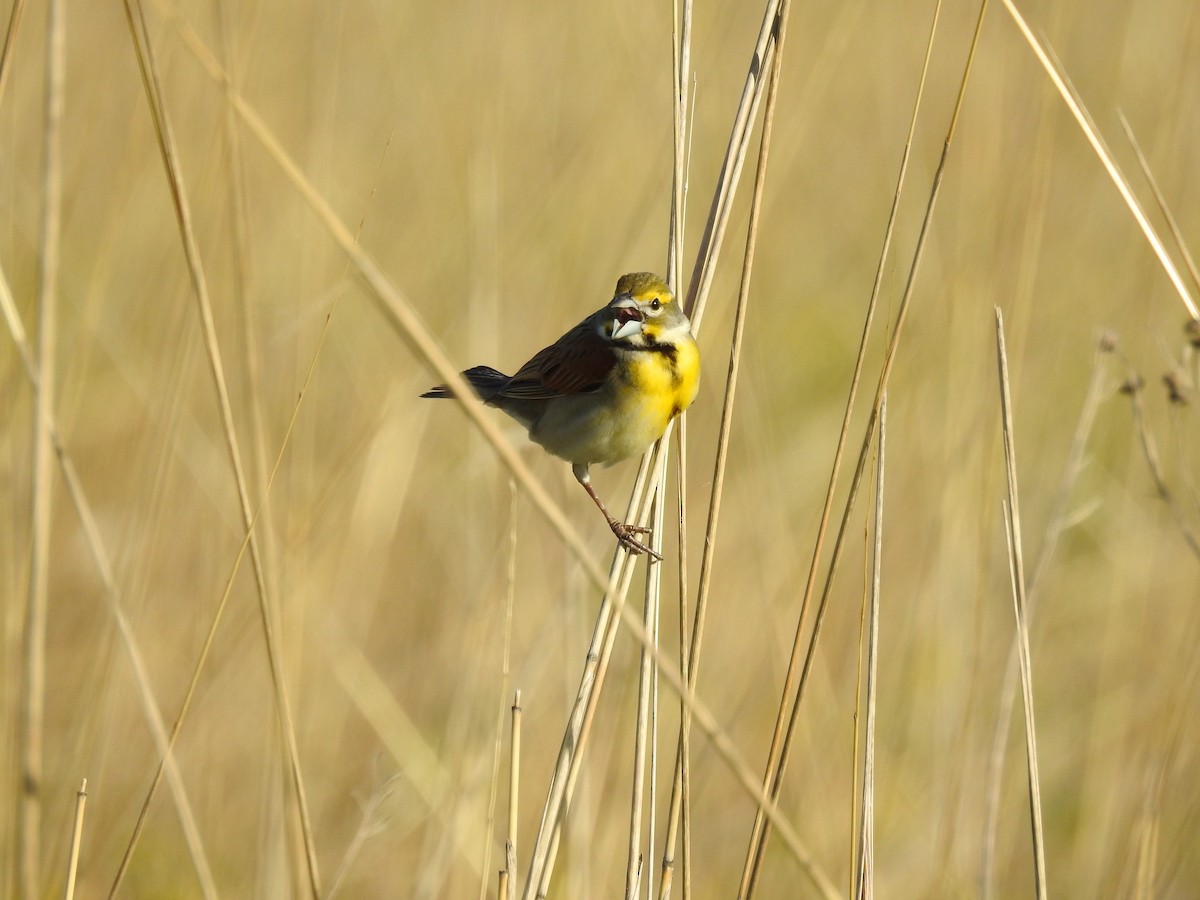 Dickcissel - ML635538430
