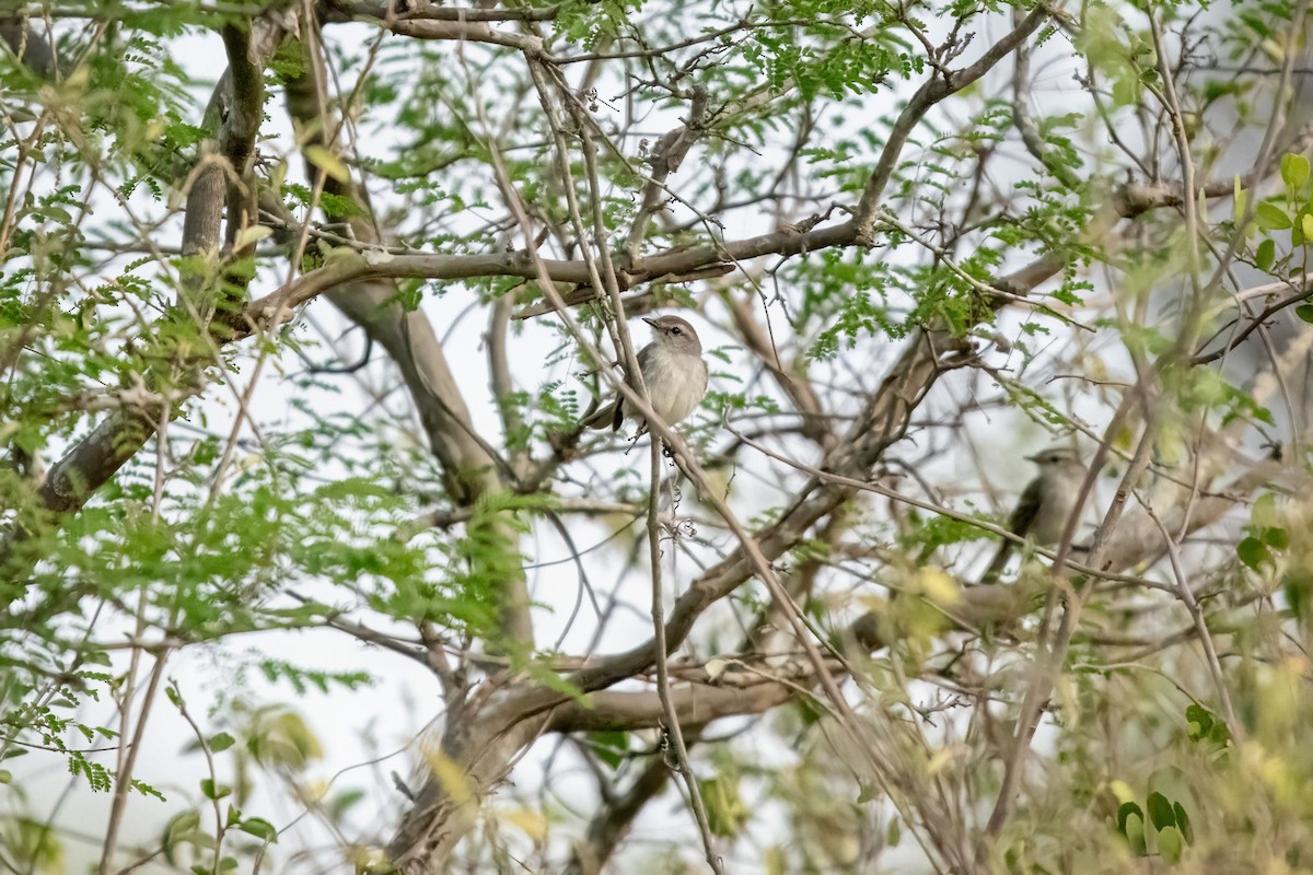 Tumbesian Tyrannulet - ML635538443
