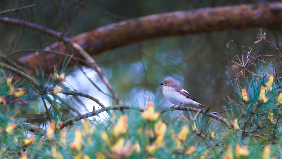 European Pied Flycatcher - ML635538451