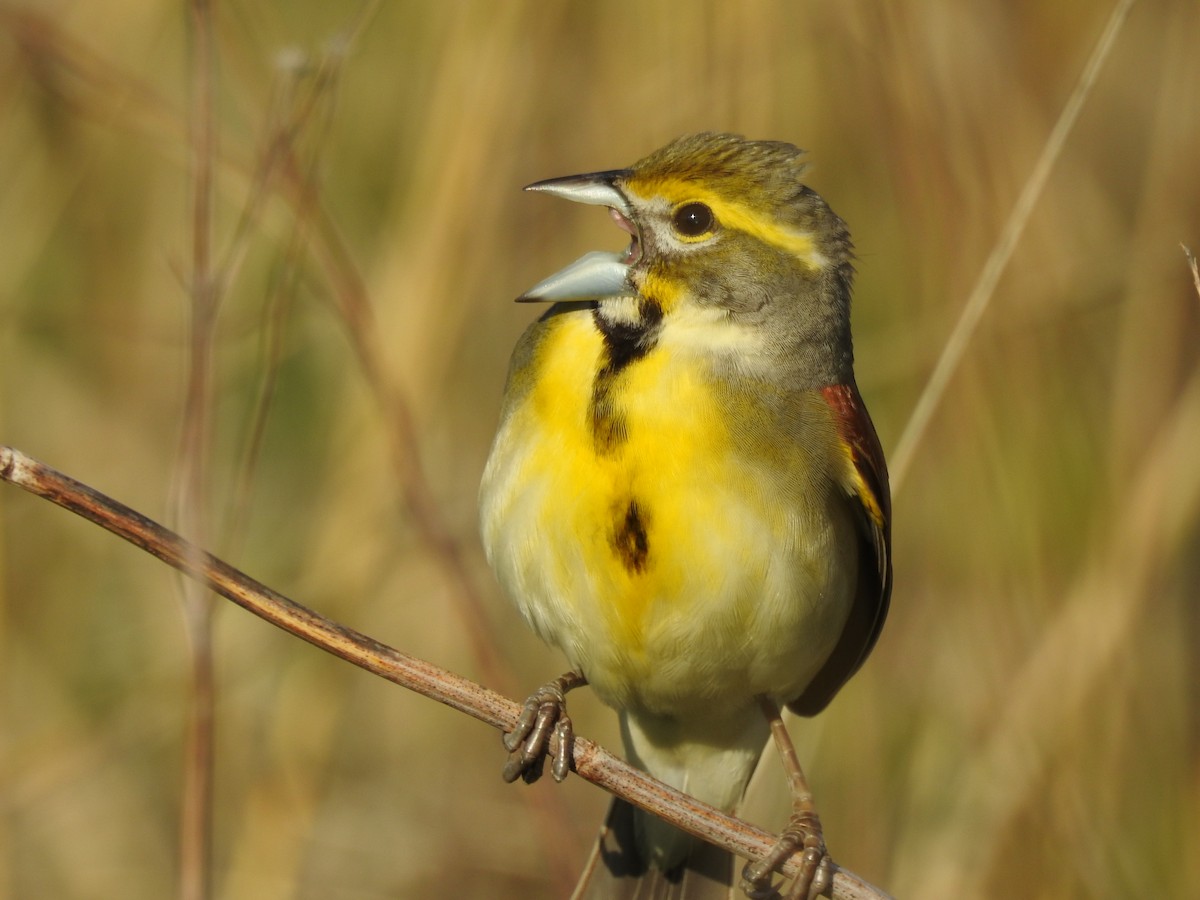 Dickcissel - ML635538527