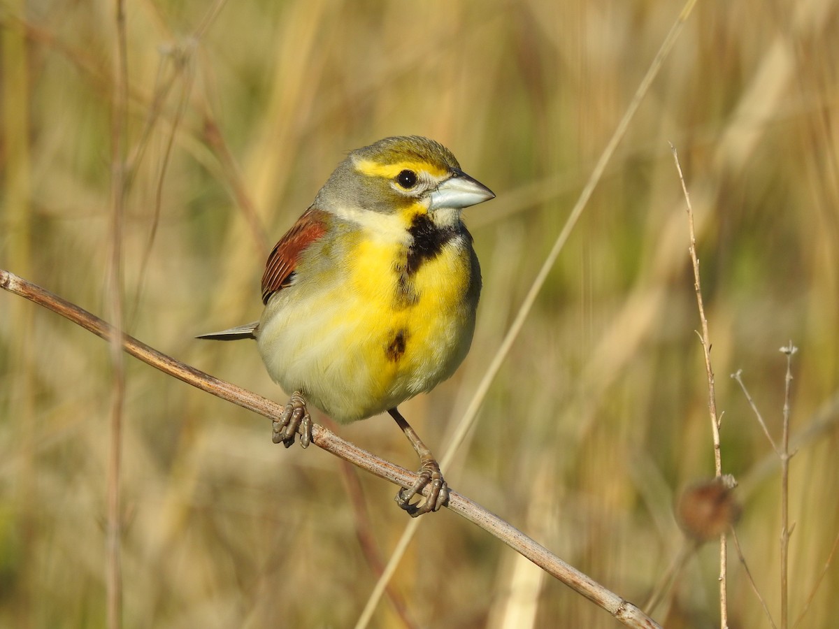 Dickcissel - ML635538530